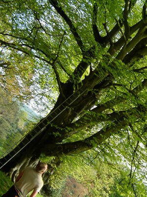 devon-&-south-west-tree-surgeon-and-landscaping-beech-tree-exeter