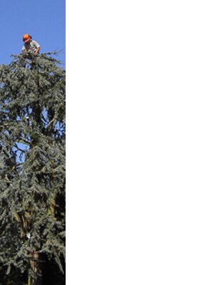 devon-&-south-west-tree-surgeon-and-landscaping-cedar-reduction