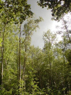 devon-&-south-west-tree-surgeon-and-landscaping-forest
