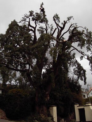 devon-&-south-west-tree-surgeon-and-landscaping-ilex-oak-reduction