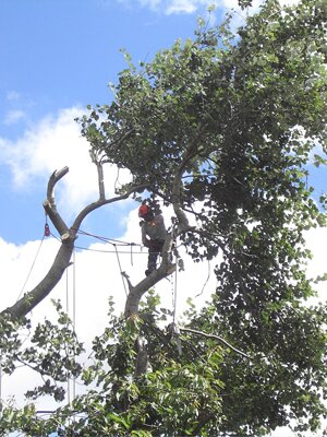 devon-&-south-west-tree-surgeon-and-landscaping-poplar-2