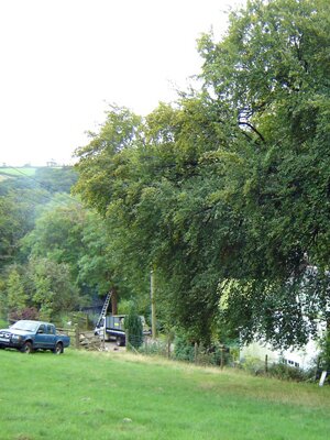 devon-&-south-west-tree-surgeon-beech-tree-reduction
