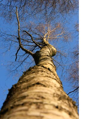 devon-&-south-west-tree-surgeon-birch-tree
