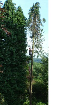 devon-&-south-west-tree-surgeon-exeter