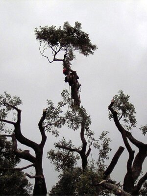 devon & south west tree surgeon and landscaping reduction