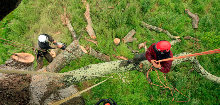 devon-tree-surgeon-1