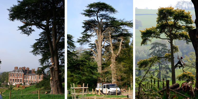 devon-tree-surgeon-3