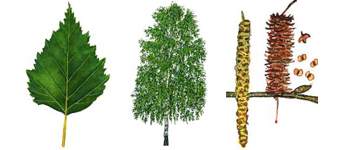 devon-tree-surgeon-silver-birch