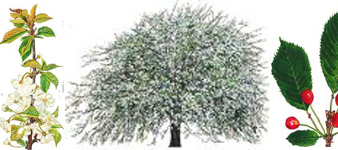 devon-tree-surgeon-wild-cherry
