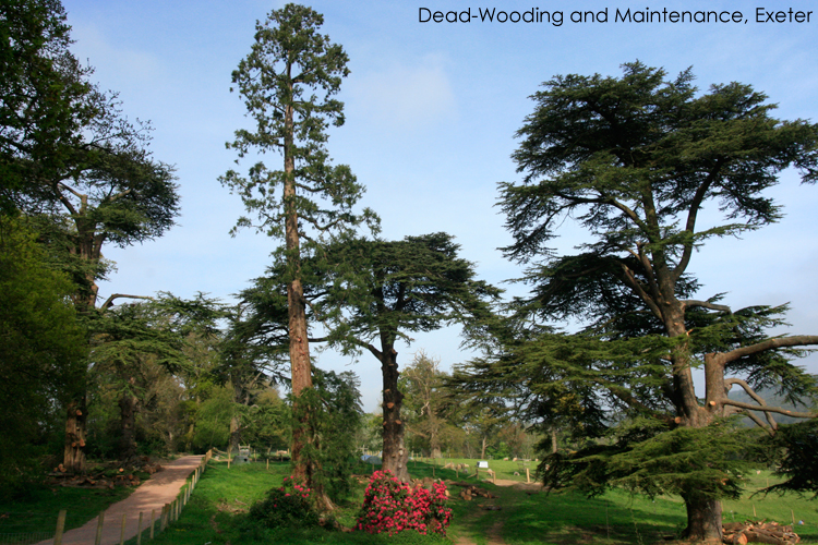 devon-tree-surgeon