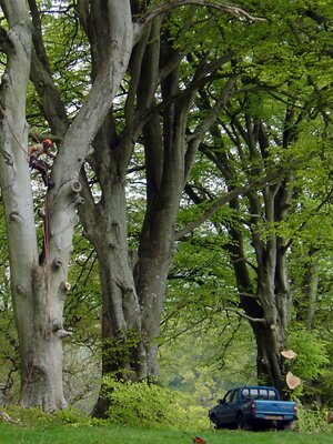 landscape-&-tree-surgery-south-west,-devon,-exeter-beech-trees