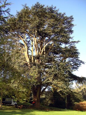landscape-&-tree-surgery-south-west,-devon,-exeter-cedar