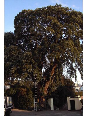 landscape-&-tree-surgery-south-west,-devon,-ilex-before