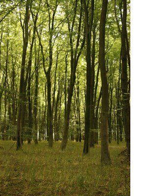 landscaping-&-tree-surgery-south-west,-devon,-forest