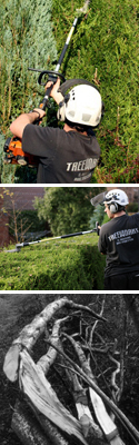 south-devon-tree-surgeon,-stump-removal,-logs-hedge-trimming-montage